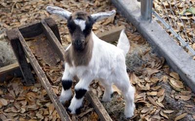 Events 2007 – 2008